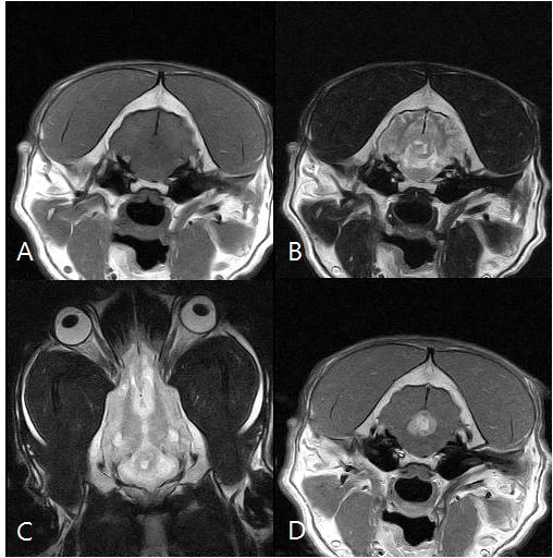 까미 MRI영상 T1강조(A), T2강조(B), T2강조 dorssal(C), T1강조조영증강(D)