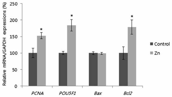 Effect of 0.8 mg/mL of zinc supplementation during IVC on messenger RNA (mRNA) expression in IVF-derived blastocysts