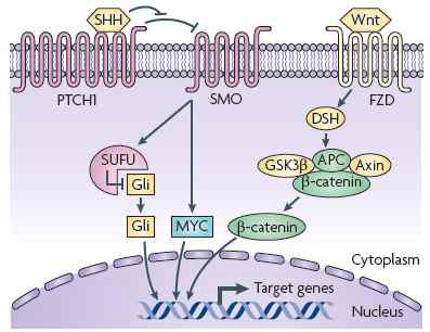 The molecular networks implicated in the pathogenesis of medulloblastoma.