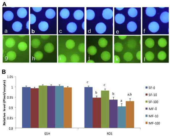 Epifluorescence photomicrographic images of in vitro?matured porcine oocytes.