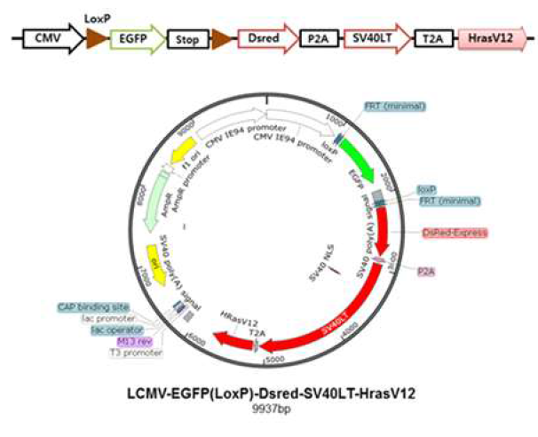 New construction of HRasV12-containing polycistronic expression vector due to a functional defect of previous construct.