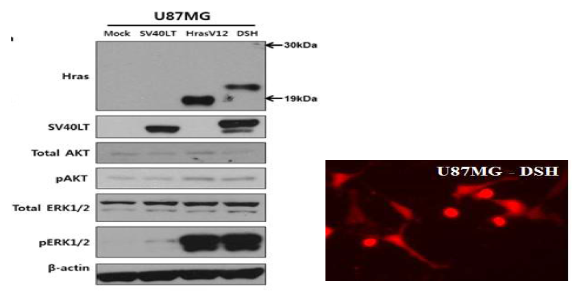 Functional verification of new 2A peptide-mediated polycistronic expression system containing HRasV12, SV40LT, and Dsred genes in human glioblastoma cell line, U87MG.New construct of CMV-DsRed-P2A-SV40LT-T2A-HRasV12 transgene cassette was transfected into U87MG.