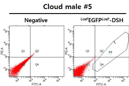 A construction of Miniature pig fibroblast introduced with CMV-EGFP(LoxP)-DSH.