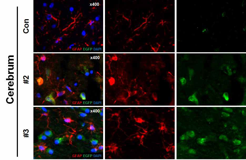 EGFP transgene expression in cerebrum tissue of transgenic pig with astrocyte-specific CreERT2-LoxP recombination system