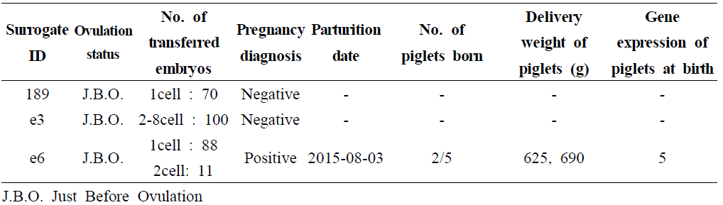 Pregnancy of transgenic pigs by SCNT.