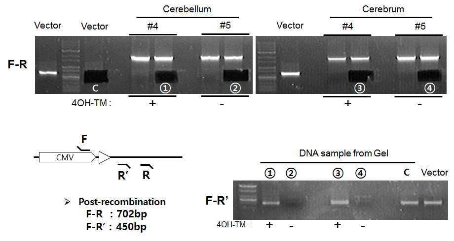 Semi-nested PCR analysis