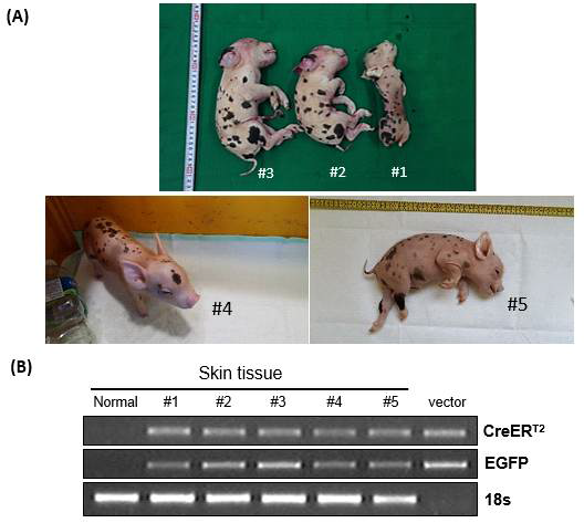 The birth of TG piglets with CreERT2 system.