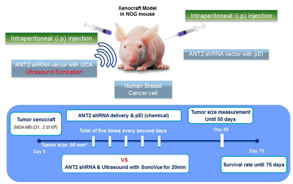 초음파와 ANT2 shRNA를 이용한 유전자 치료를 위한Experimental Scheme
