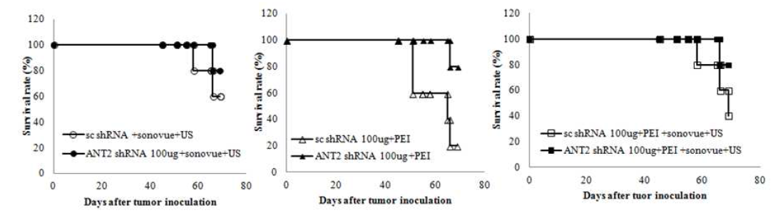 ANT2 shRNA를 활용한 항암 효과에 의한 생존율 변화에 대한 결과