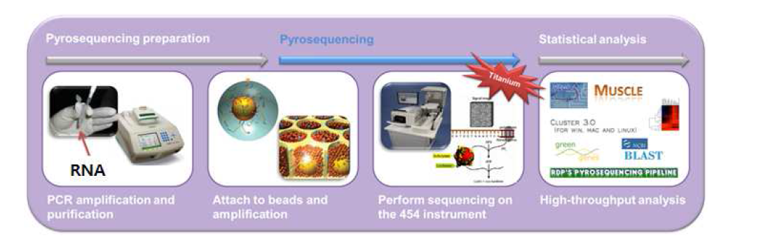 Pyrosequencing 실험방법