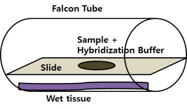 Cell Hybridization