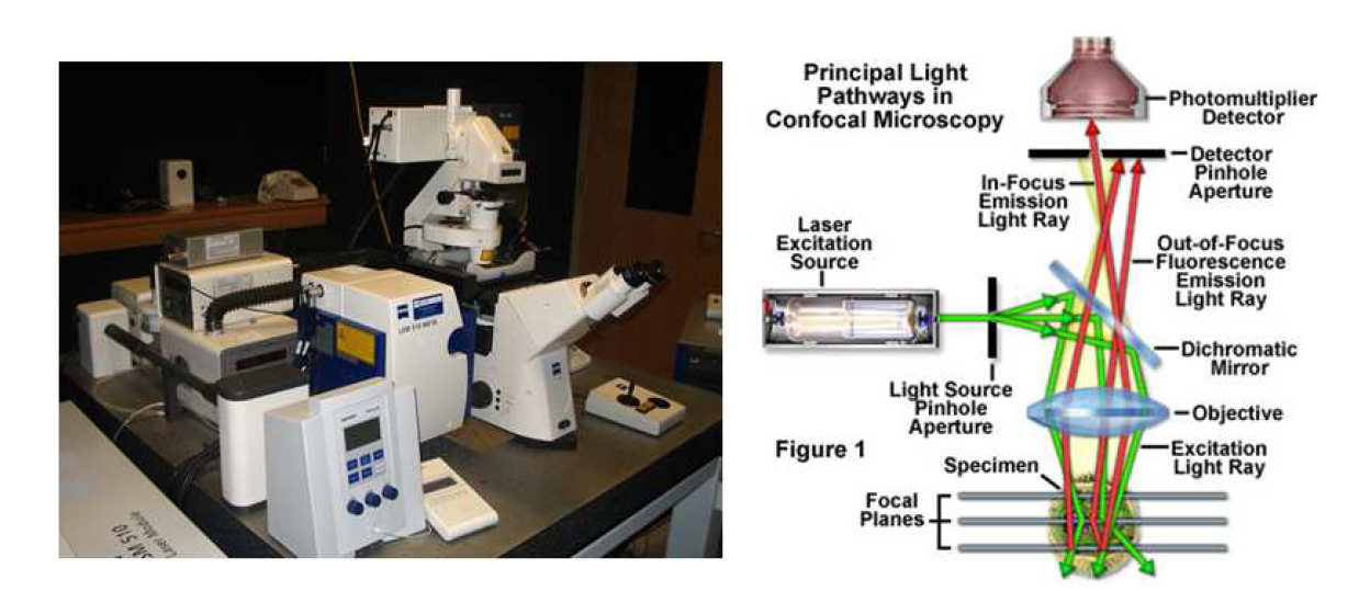 Confocal Laser Scanning Microscope을 이용한 FISH image 분석