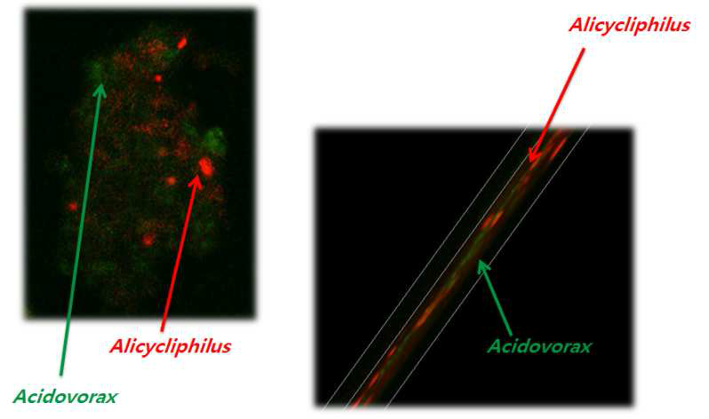 Acidovorax 와 Alicycliphilus 의 FISH image