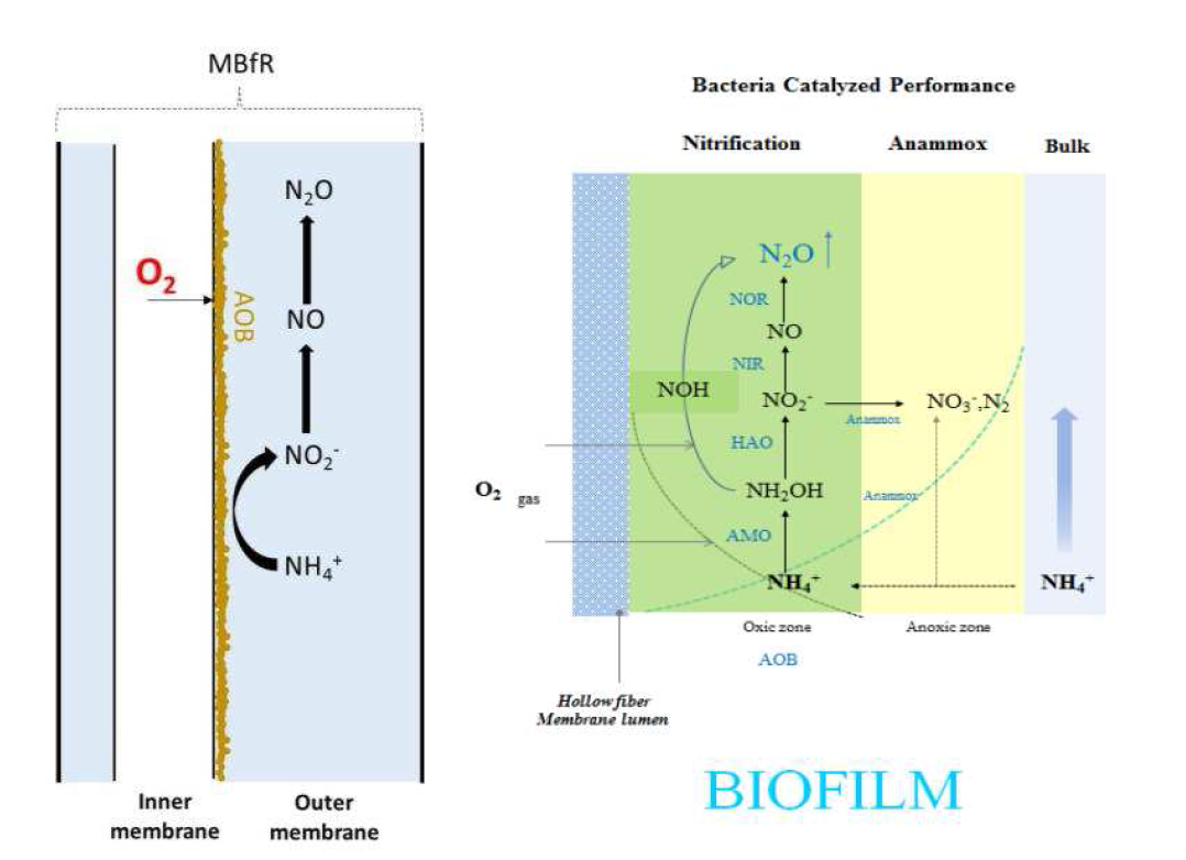 Membrane Biofilm Reactor (MBfR) 에서의 질산화/탈질 원리 및 기능성 유전자 정보