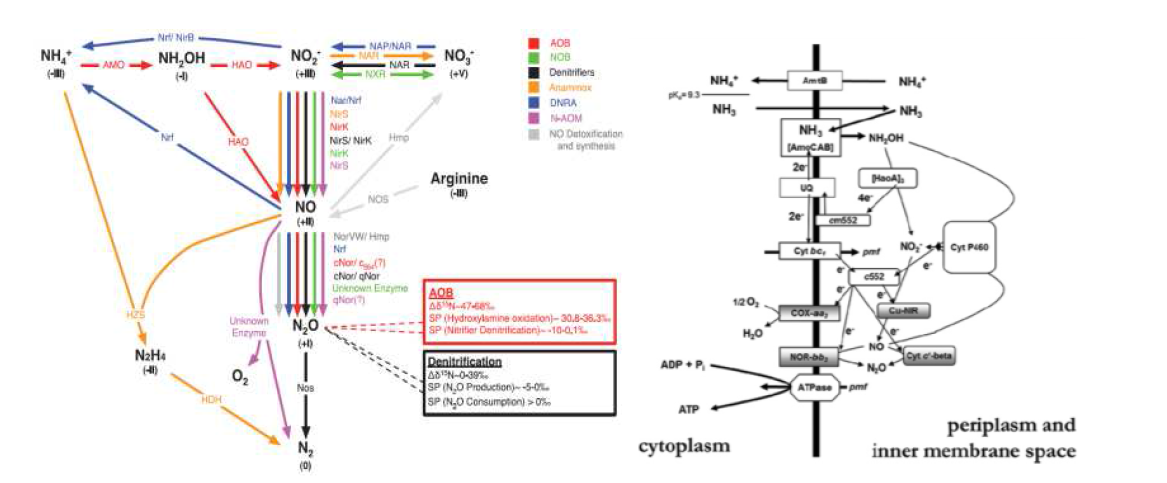 암모니아 산화균의 질소 pathway 및 탈질율 (Schreiber et al., 2012, Chandran et al., 2011)