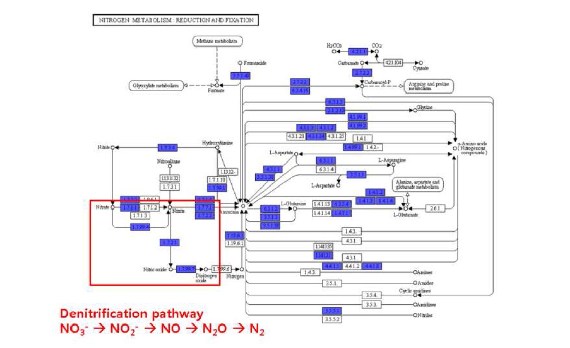 전체 유전체 분석을 통한 질소 metabolism 내 탈질 pathway 검측