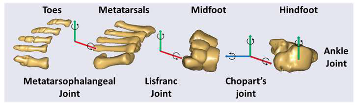 Coordinate systems for setup foot joints