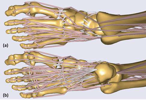Muscles and ligament tissues attached (a)top and (b)bottom of the developed foot model