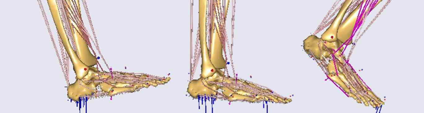 Simulation sequence form heel-strike to toe-off in sagittal plane
