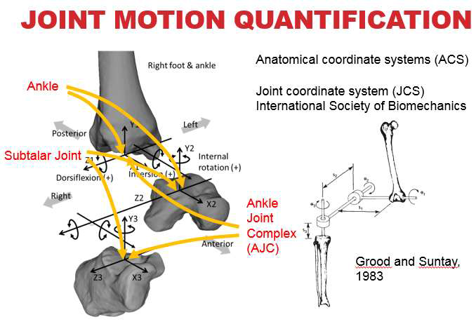 Ankle, Subtalar Joint, Ankle Joint Complex의 운동을 수치화하기 위하여 Grood and Suntay의 방법에 따라 joint Coordinate System 사용