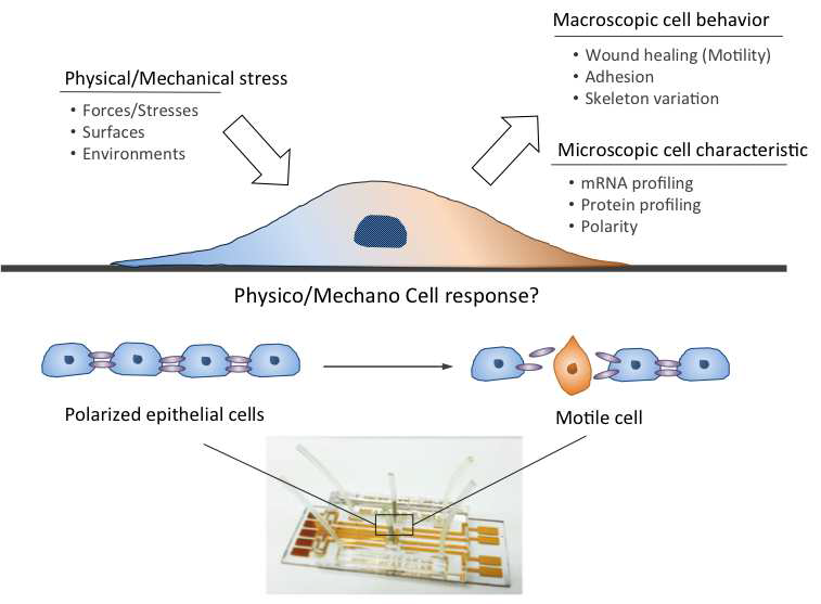 물리적 미세환경 자극에 의한 세포반응 연구 및 암전이와의 관계
