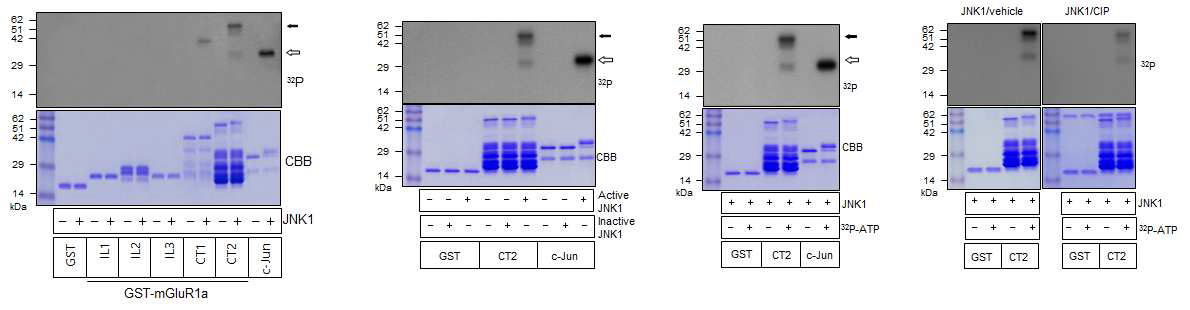 JNK1에 의해 mGluR1a-CT2 영역 및 c-Jun에서 인산화가 일어났으며(A), 이들의 인산화는 ATP가 존재 할 때 active JNK1에 의해서만 특이적으로 일어났다(B, C). CIP는 JNK1에 의한 CT2의 인산화를 현저하게 감소 시켰다(D).