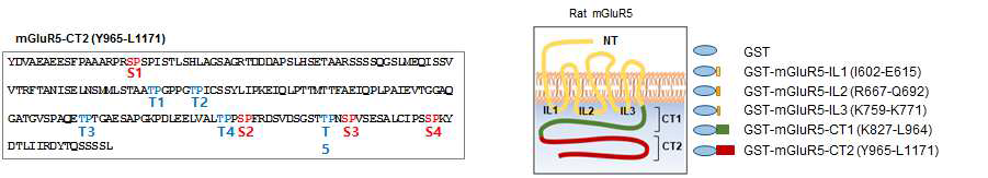 JNK1에 의하여 인산화가 일어날 것으로 예상되는 mGluR5-CT2에 존재하는 SP/TP 영역(A)과 이를 바탕으로 합성한 GST 융합 mGluR5 단백질(B)을 표시하였다.
