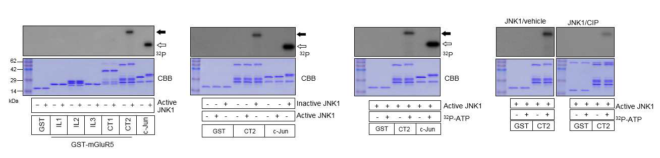 JNK1에 의해 mGluR5-CT2 영역 및 c-Jun에서 인산화가 일어났으며(A), 이들의 인산화는 ATP 존재 하에 active JNK1에 의해서만 특이적으로 일어났다(B, C). CIP는 JNK1에 의한 CT2의 인산화를 현저하게 감소시켰다(D).
