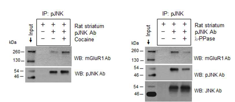 코카인의 반복 투여에 의해 쥐의 대뇌 선조체의 인산화된 JNK와 mGluR1a의 결합이 증가하였으며(A), 단백질 탈인산화효소(λ-PPase)의 첨가는 코카인의 반복 투여에 의해 증가한 JNK와 mGluR1a의 결합을 감소시켰다(B).