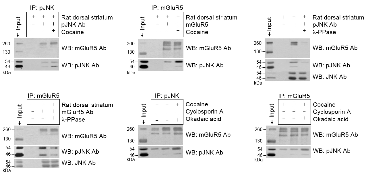 코카인의 반복 투여에 의해 쥐의 선조체에 존재하는 JNK와 mGluR5의 결합이 증가하였다(A, B). λ-PPase의 첨가는 코카인의 반복 투여에 의해 증가된 JNK와 mGluR5의 결합을 감소시킨다(C, D). 탈인산화효 소 억제제인 CA와 OA를 처리 하였을 때 이들의 상호작용은 유지되었다(E, F).
