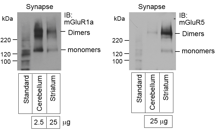 mGluR1a의 발현은 소뇌에서(A), mGluR5는 선조체에서(B) 선택적으로 발현됨을 확인하였다.