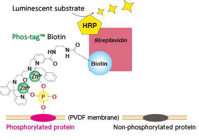 Phos-tag􌜽이 인산화 단백질을 표지하는 방법