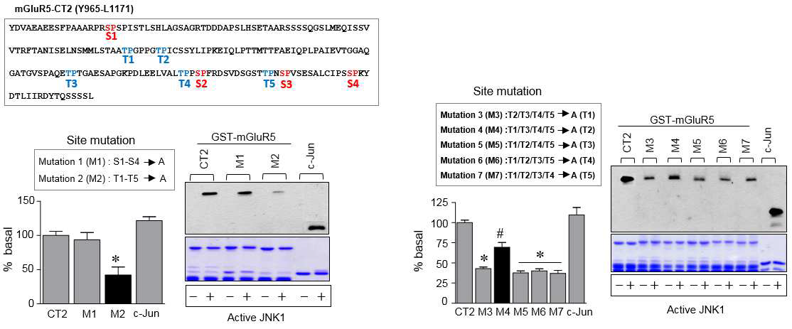 In vitro Phosphorylation assay를 통해 JNK1에 의해 인산화가 일어나는 mGluR5-CT2의 트레오닌 아미노산 영역을 확인하고(A), 각각의 트레오닌을 점돌연변이 시킨 후 인산화 정도를 확인하였다(B).