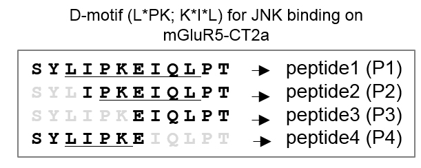 mGluR5-CT2a와 JNK1의 결합 motif를 확인하기 위한 peptide 제작. P1, 양 방향 D-motif를 모두 포 함; P2, 순방향의 D-motif만 포함; P3, 결합을 인식하는 아미노산인 리신(K)을 제거; P4, 역방향 D-motif만 포함 한 peptide.