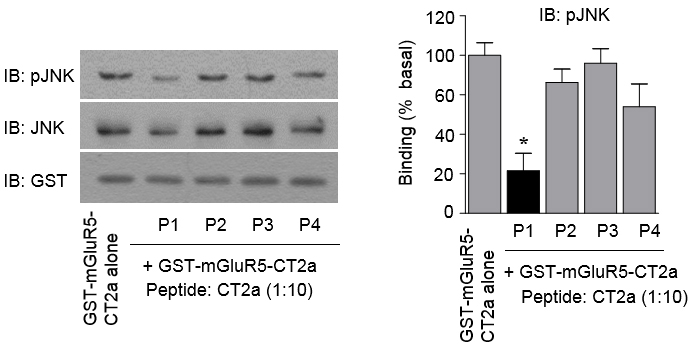 결합억제성 peptide가 mGluR5-CT2a와 JNK1의 결합에 미치는 영향.