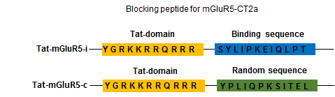 생체내에서 mGluR5-CT2a와 JNK1의 결합을 억제할 수 있는 Tat-결합억제성 peptide와 대조군으로 사용한 dead peptide 제작.