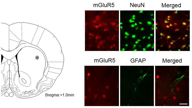 뉴런과 글리아에서 발현되는 mGluR5를 확인한 결과 쥐의 뇌 선조체에서 mGluR5는 주로 뉴런에서 발현된다. Bar=50μm; *, 사진을 capture한 부위.
