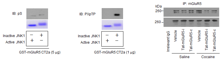 JNK1에 의한 mGluR5-CT2a의 인산화는 트레오닌에 특이적으로 일어나며(A, B), JNK와 mGluR5의 결합을 교란할 때 mGluR5-CT2의 인산화는 감소하였다(C).