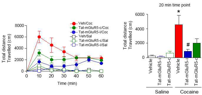 코카인에 의해 증가한 보행성활동량은 2nmol의 Tat-결합억제성 peptide를 국소 투여한 그룹에서 유의적으로 감소하였다.
