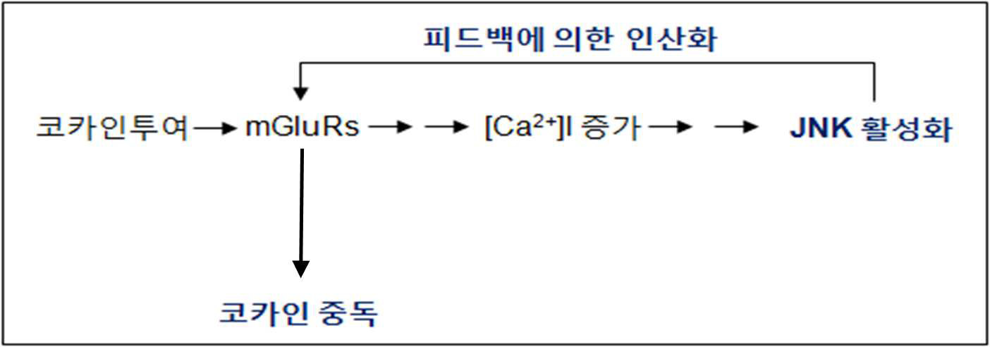 선행연구를 바탕으로 코카인에 의하여 활성화된 JNK는 피드백으로 mGluRs의 활성을 조절하여 중독을 일으킬 수 있다는 가설을 설정할 수 있다.