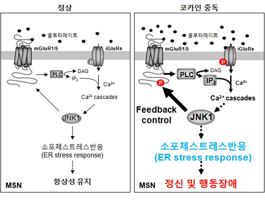 JNK1에 의한 mGluR1/5의 인산화(P)가 PLC-IP3 신호전달 경로를 통해 약물중독의 형성에 미치는 예상