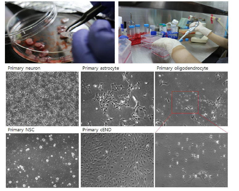 실제 쥐의 태아를 이용한 primary 신경 세포 추출 및 purity 향상 과정. 임신 14일 째의 태아에서 NSC 줄기세포와 CNS계 neuron의 추출이 이루어지고, 생후 2일의 쥐에서 primary glia cell 및 brain 유래 endothelial cell의 추출이 이루어진다(상). 추출한 세포는 확보된 배양 프로토콜에 의해 기존의 세포 배양 환경에서 분별과정을 통해 순도를 향상시키게 된다. 배양 중인 primary 신경 세포들(neuron, NSC, astrocyte oligodendrocyte, cEND)의 phase-contrast image (하).