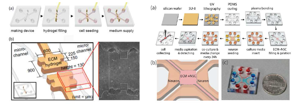 신경세포 3차원 조직화를 위한 미세유체 소자 (좌). ECM hydrogel과 미세유체소자의 형상으로 인해배양되는 세포가 조직 단위의 3차원 형상을 유지할 수 있는 환경을 제공한다. 각 채널의 미디어 조건을 조절하여 다양한 신경세포를 하나의 환경에서 공동배양 할 수 있는 미세유체소자 (우). ECM hydrogel에 3차원으로 배양된 NSC가 2종 이상의 신경세포와 상호작용을 통한 분화반응을 확인 할 수 있다.