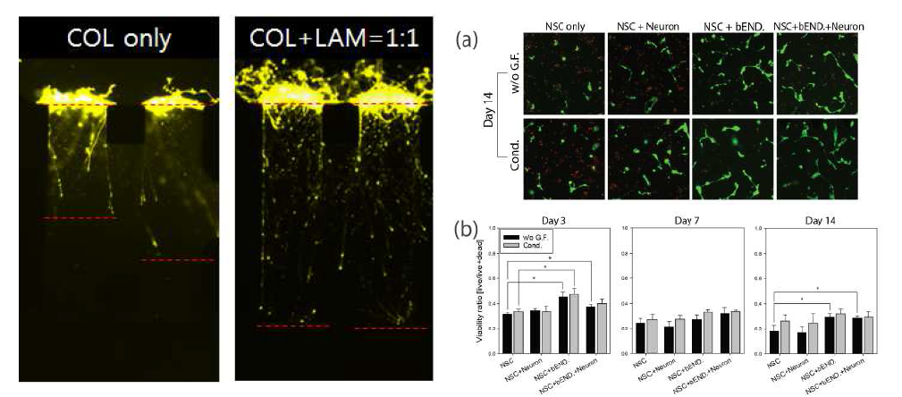 2종의 ECM hydrogel(collagen, collagen laminin mix)에 대해 neuron 세포의 axon 길이 측정 (좌). 빨간색 점선으로 표시된 선은 가장 길이가 긴 axon의 시작과 끝을 나타낸다. 미세유체소자에서의 NSC와 Neuron을 이용한 공동배양을 통해 뇌조직의 구현을 위한 신경세포들의 장기간 배양능력 평가 (우). ECM 내 3차원 구조를 유지하는 NSC와 neuron, bEND를 공동배양하여 기존의 단일 배양보다 viability가 향상되고 2주이상의 배양 기간을 유지할 수 있음을 확인할 수 있다.