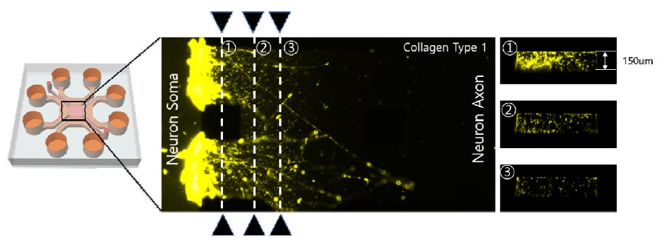 개발된 3차원 세포배양소자에서 신경세포를 배양하였다. 신경세포는 3차원 소자 안에서 신경세포의핵이 포함된 Soma부분과 신경전도가 발생하는 Axon부분을 분리하며 한쪽 방향으로 정렬된 배양에 성공하였다. 또한 공초점레이저현미경을 이용해 Axon의 분포를 확인한 결과 3차원 배양소자 내의 Collagen type 1안에서 3차원적으로 위치하는 것을 확인, 성공적으로 3차원 배양에 성공하였다.
