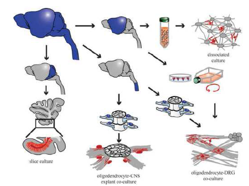 형성 연구에 이용되는 다양한 배양 방법[Andrew A. Jajour et al, 2012 Glia]