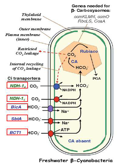 Diagram of CO2 pathway in the β-carboxysome of freshwater β-Cyanobacgteria, showing Ci transporters