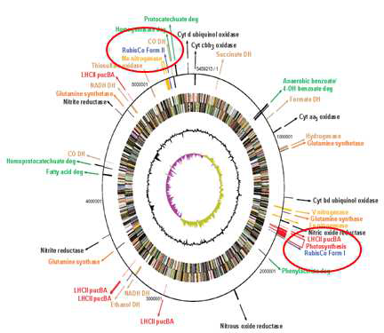 Genetic map of Rhodopseudomonas palustris including Form I and Form II. Form I is divided into two subunits