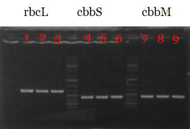 Electrophoresis of PCR products for Rhodopseudomonas pentothenatexigens AE8-5