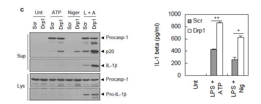 Drp1 발현억제에 의한 NLRP3 인플라마좀 활성화 증가
